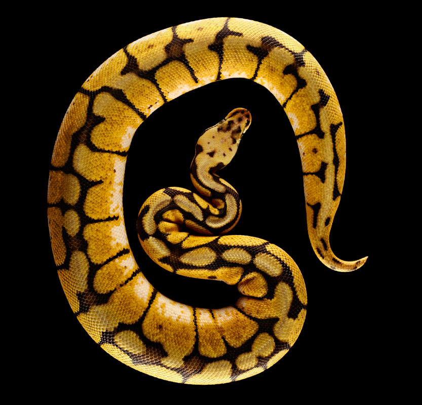Python regius, Africa, No. 6