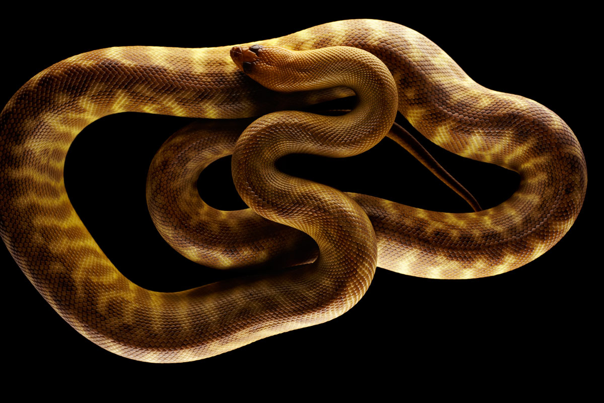 Aspidites ramsayi, Australia, No. 2