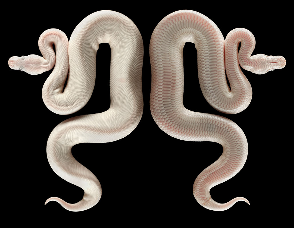 Antediluvian Monsters
