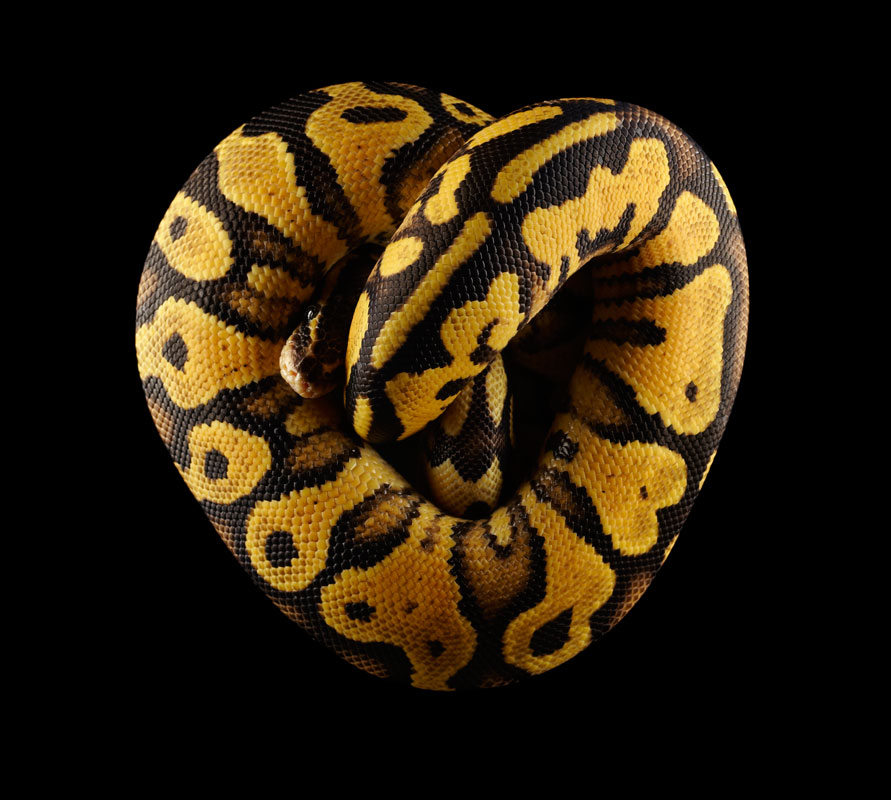 Python regius, Africa, No. 4