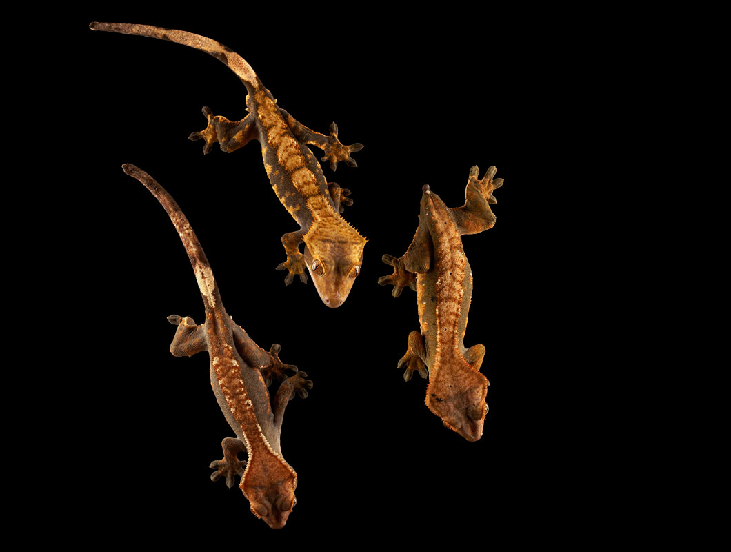 Rhacodactylus ciliatus, New Caledonia, No. 3