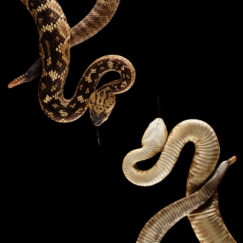 Crotalus molossus, United States, No. 2