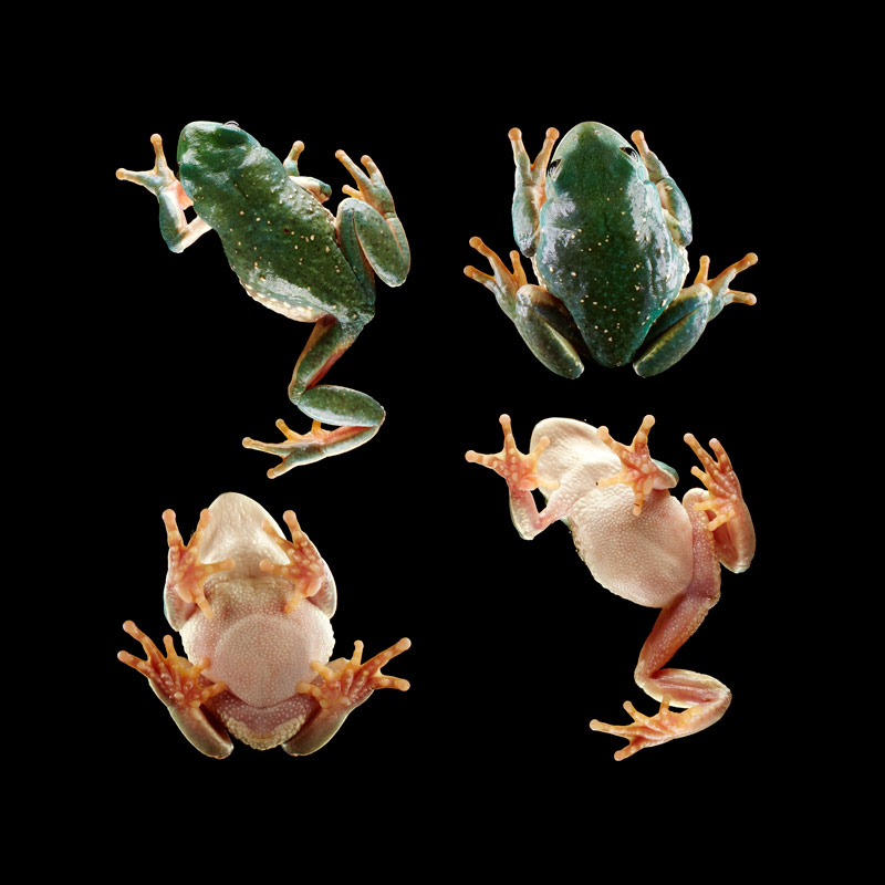 Pachymedusa dacnicolor, Mexico, No. 3